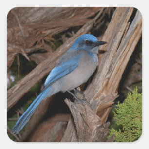 Adesivo Quadrado Scrub Jay