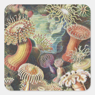 Adesivo Quadrado Sea Anemones, Actiniae Seeanemonen Ernst Haeckel