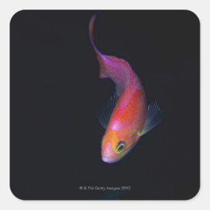Adesivo Quadrado Seabass 2 de Sharpfin