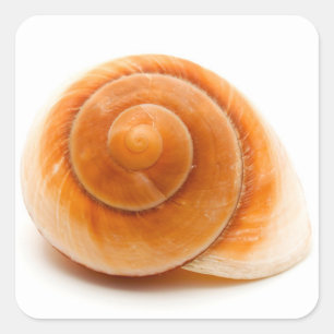 Adesivo Quadrado Seashell