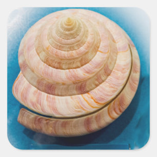 Adesivo Quadrado Seashell espiral