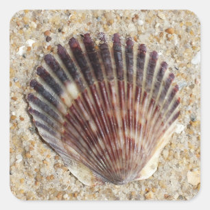 Adesivo Quadrado Seashell na areia