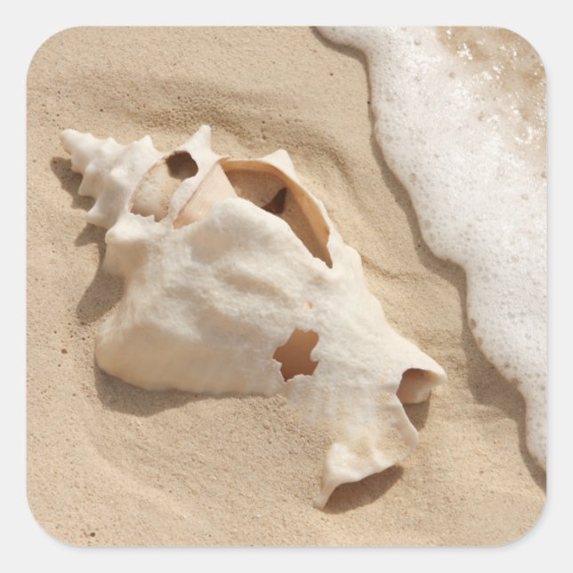 Adesivo Quadrado Seashell Na Praia | Ilha Caribe Grande Turca (Frente)