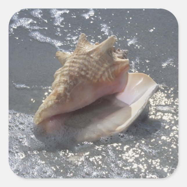 Adesivo Quadrado Seashell Na Praia | Sanibel Island, Florida (Frente)
