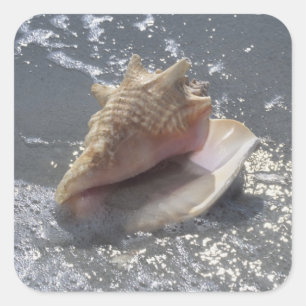Adesivo Quadrado Seashell Na Praia   Sanibel Island, Florida
