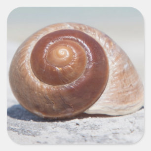 Adesivo Quadrado Seashell na praia St Petersburg, Fl