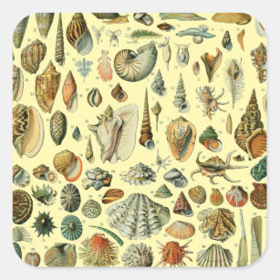 Adesivo Quadrado Seashell Shell Mollusk Clam Elegant Clam Art