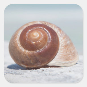 Adesivo Quadrado Seashell St Petersburg, Florida
