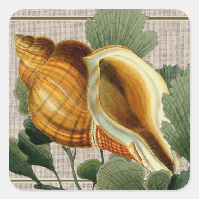 Adesivo Quadrado Seashell Vintage Beach Square Sticker (Frente)