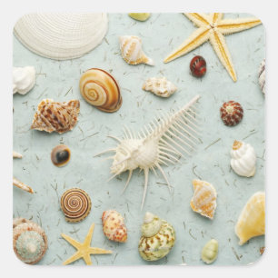 Adesivo Quadrado Seashells Assorted no fundo azul