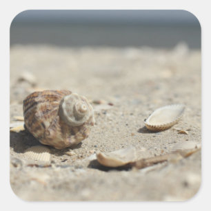 Adesivo Quadrado Seashells na areia pelo mar