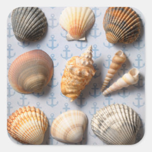 Adesivo Quadrado Seashells no contexto da âncora