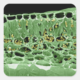 Adesivo Quadrado Seção Cruzada de Folha