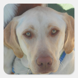 Adesivo Quadrado Segundo Yellow Lab