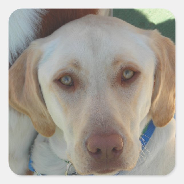 Adesivo Quadrado Segundo Yellow Lab (Frente)