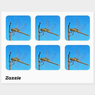 Adesivo Quadrado Segure A Dragonfly Artística Contra O Azul Ceruli