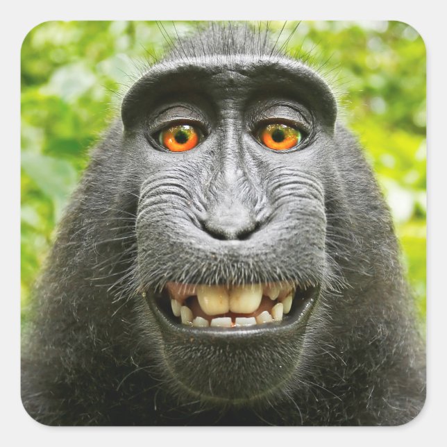 Adesivo Quadrado Selfie de Macaco (Frente)