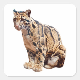 Adesivo Quadrado selva de grande gato com fotografia-leopardo nubla