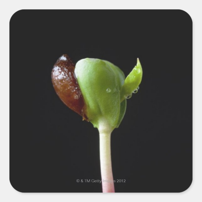 Adesivo Quadrado Sementes de maçã com casca de semente (Frente)