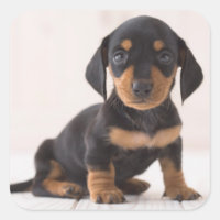 Sessão de Dachshund Miniatura