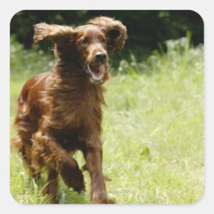 Adesivo Quadrado Setter irlandês