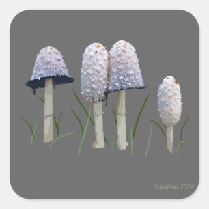 Adesivo Quadrado Shaggy Mane Coprinus comatus