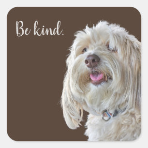 Adesivo Quadrado Shaggy Poodle com Cotação