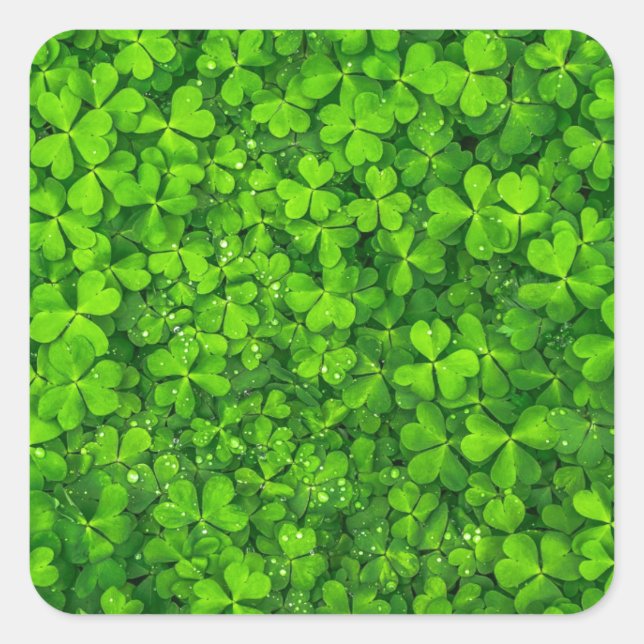 Adesivo Quadrado Shamrock Clovers Green Irish Símbolo Irlanda (Frente)