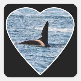 Adesivo Quadrado Shark Bite Fin of "John Coe" Orca