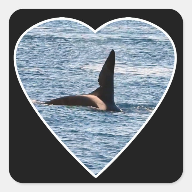 Adesivo Quadrado Shark Bite Fin of "John Coe" Orca (Frente)
