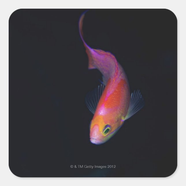Adesivo Quadrado Sharpfin seabass 2 (Frente)