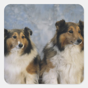 Adesivo Quadrado Sheepdogs de Shetland