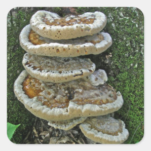 Adesivo Quadrado Shelf Fungi em Stump