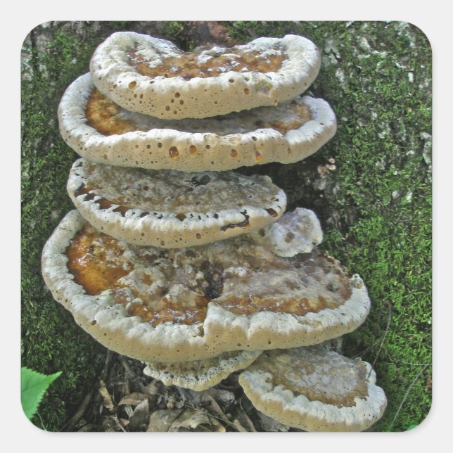 Adesivo Quadrado Shelf Fungi em Stump (Frente)