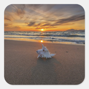 Adesivo Quadrado Shell na praia na ilha do por do sol   Kos
