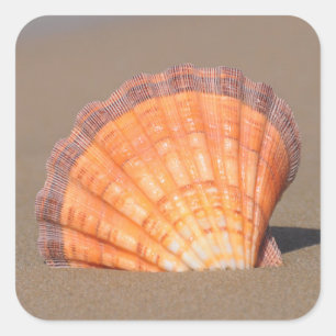 Adesivo Quadrado Shell Scallop  Creta, Grécia