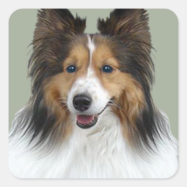 Adesivo Quadrado Sheltie Portrait (Frente)