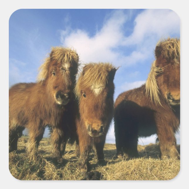 Adesivo Quadrado Shetland Pony, ilhas Shetland do continente, (Frente)
