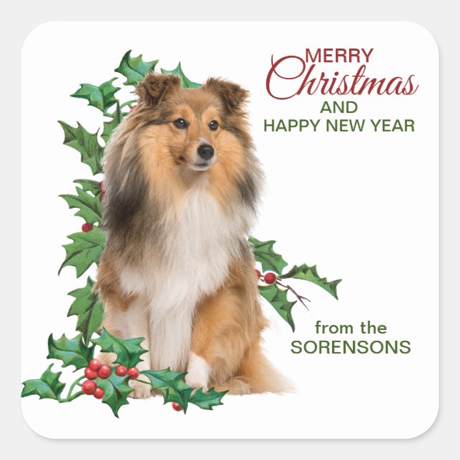Adesivo Quadrado Shetland Sheepdog Red Berry Holly Christmas (Frente)