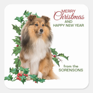 Adesivo Quadrado Shetland Sheepdog Red Berry Holly Christmas