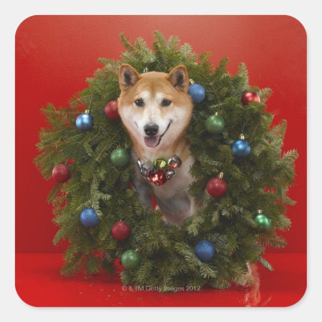 Adesivo Quadrado Shiba Inu cão sentado na coroa de Natal (Frente)
