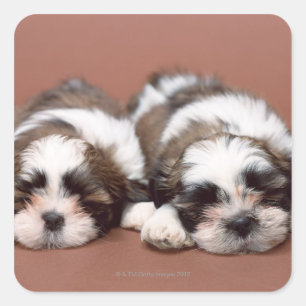 Adesivo Quadrado Shih Tzu