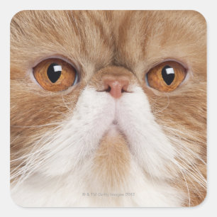 Adesivo Quadrado Shorthair exótico (2,5 anos velho)