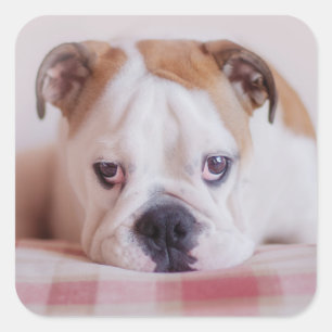 Adesivo Quadrado Shy English Bulldog Puppy
