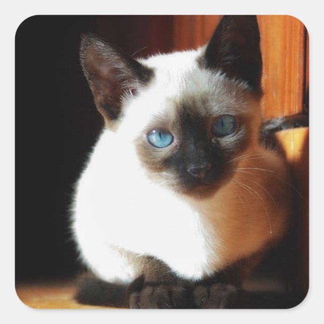 Adesivo Quadrado Siamese Kitten (Frente)