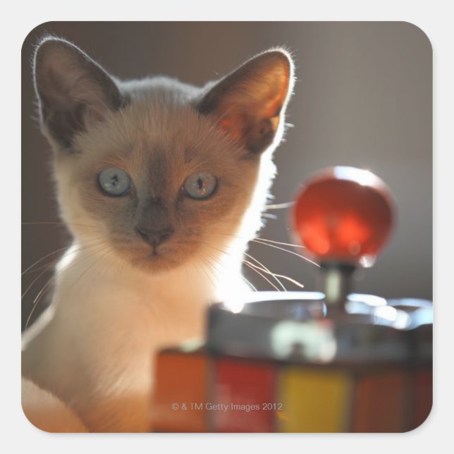 Adesivo Quadrado Siamese kitten (Frente)