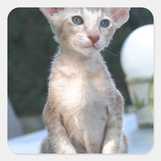 Adesivo Quadrado Siamese Kitten em uma mesa (Frente)