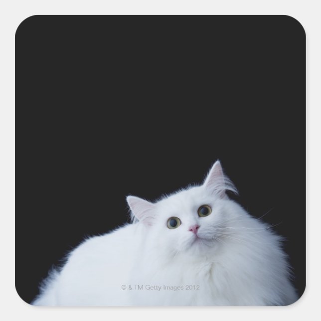 Adesivo Quadrado Siberian Cat (Frente)