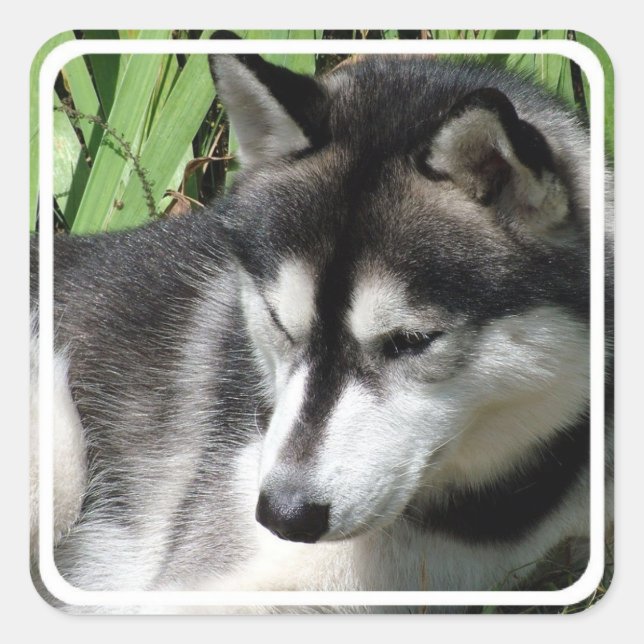 Adesivo Quadrado Siberian Husky Stickers (Frente)