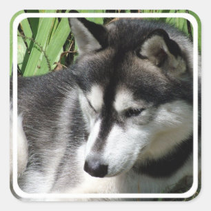 Adesivo Quadrado Siberian Husky Stickers